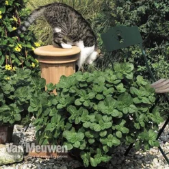 Coleus Canina 'Scaredy Cat' -Lallatros Shop COLE VKA0115 B