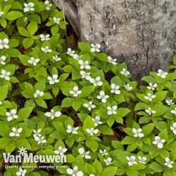 Lallatros Shop -Lallatros Shop CORN V59684 B