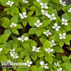 Cornus Canadensis -Lallatros Shop CORN V59684 C
