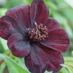 Cosmos Atrosanguineus 'Dark Secret'