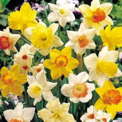 Daffodil 'Bumper Collection'