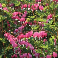 Dicentra Spectablis (Large Plant)