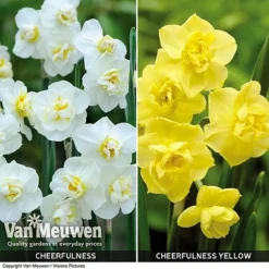 Daffodil 'Cheerfulness Duo' -Lallatros Shop Daffodil Cheerfulness Duo