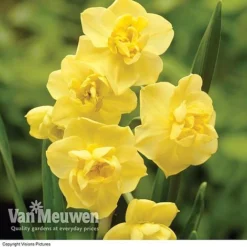 Daffodil 'Cheerfulness Duo' -Lallatros Shop Daffodil Cheerfulness Yellow