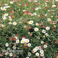 Erigeron 'Stallone' -Lallatros Shop ERIG V75665 B