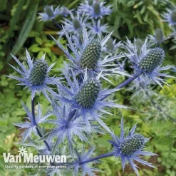 Eryngium 'Blue Steel' -Lallatros Shop ERYN 42770V B