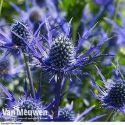 Eryngium 'Blue Steel' -Lallatros Shop ERYN 42770V E