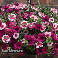 Eton Mess -Lallatros Shop ETON V48876 C1