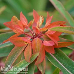 Euphorbia Griffithii 'Fireglow'