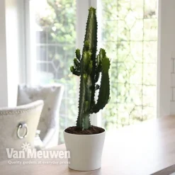 Euphorbia Acrurensis