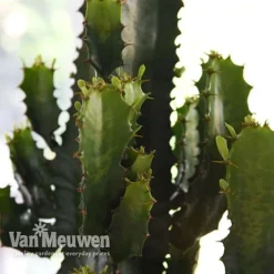 Euphorbia Acrurensis -Lallatros Shop EUPH VKA3924 B