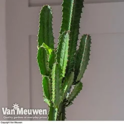 Euphorbia Acrurensis -Lallatros Shop EUPH VKA3924 D