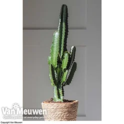 Euphorbia Acrurensis -Lallatros Shop EUPH VKA3924 E