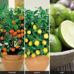 Citrus Tree Collection -Lallatros Shop FRUI V59876 A h