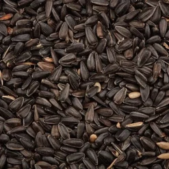 Black Sunflower Seeds -Lallatros Shop G2541 3