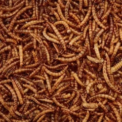 Meal Worms (Bag) -Lallatros Shop G2545 3