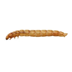 Meal Worms (Bag) -Lallatros Shop G2545 6