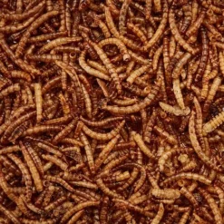 Meal Worms (Tub) -Lallatros Shop G2547 3