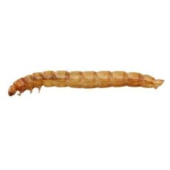 Meal Worms (Tub) -Lallatros Shop G2547 5