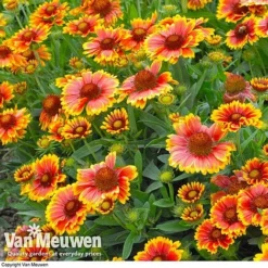 Gaillardia Aristata 'Arizona Sun' -Lallatros Shop GAIL v65378 C