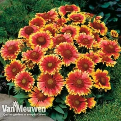 Gaillardia Aristata 'Arizona Sun' -Lallatros Shop GAIL v65378 D