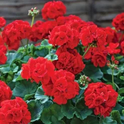 Garden Ready Summer Saver Collection -Lallatros Shop GARD VKA7392 B