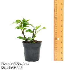 Gardenia 'Crown Jewels' -Lallatros Shop GARD CROWNJ9CM T44317