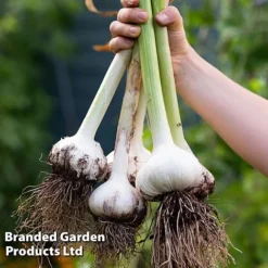 Elephant Garlic (Autumn Or Spring Planting) -Lallatros Shop GARL V48789 B