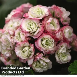 Geranium 'Appleblossom' -Lallatros Shop GERA T17214 C1