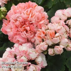 Geranium 'Appleblossom' -Lallatros Shop GERA T17214 E