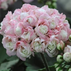 Geranium 'Appleblossom' -Lallatros Shop GERA T17214 NOW1