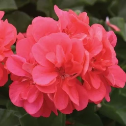 Geranium 'Apricot'