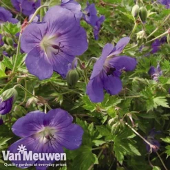 Best Seller -Lallatros Shop GERA V65398 B