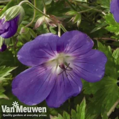 Geranium 'Brookside' -Lallatros Shop GERA V65398 C