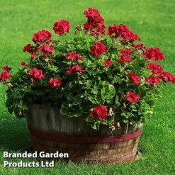 Giant Geranium Bumper Collection -Lallatros Shop GERA GRANDVIOL L41307