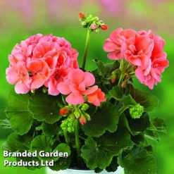 Giant Geranium Bumper Collection -Lallatros Shop GERA GRCLSALMO S04734