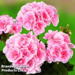 Giant Geranium Bumper Collection -Lallatros Shop GERA GRCLSALMP S30743