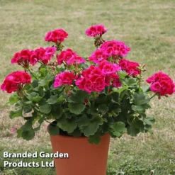 Giant Geranium Bumper Collection -Lallatros Shop GERA POWERVIOL S14646
