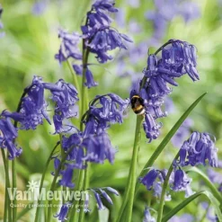 Spring Bulbs In The Green Collection -Lallatros Shop GREE V59885P E