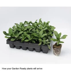 Wallflower 'Sugar Rush' Mix -Lallatros Shop GardenReadyArrive2