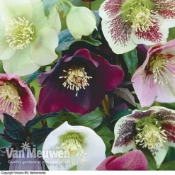Hellebore X Hybridus 'Mixed' (Lenten Rose) -Lallatros Shop HELL 61223 B1