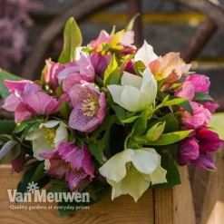 Hellebore X Hybridus 'Mixed' (Lenten Rose) -Lallatros Shop HELL 61223 D