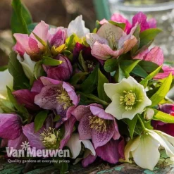 Hellebore X Hybridus 'Mixed' (Lenten Rose) -Lallatros Shop HELL 61223 E