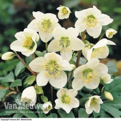 Hellebore 'Christmas Rose' -Lallatros Shop HELL 68165 B