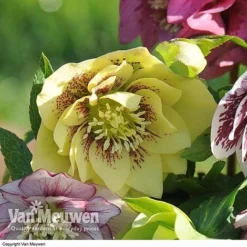 Hellebore 'Breeder's Mix' -Lallatros Shop HELL V78559 C