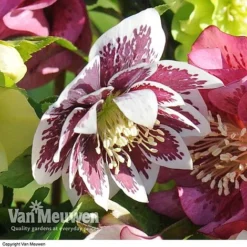 Hellebore 'Breeder's Mix' -Lallatros Shop HELL V78559 E