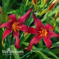 Daylily 'Crimson Pirate' -Lallatros Shop HEME V59612 D