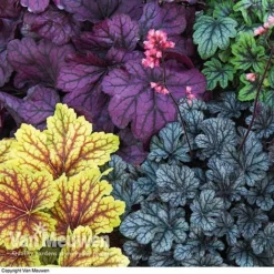 Heuchera 'Mosaic' -Lallatros Shop HEUC V58448 F