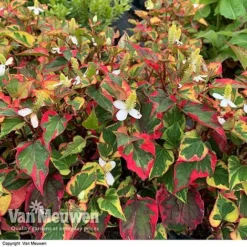 Houttuynia Cordata 'Chameleon' -Lallatros Shop HOUT V59309 D