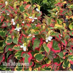 Houttuynia Cordata 'Chameleon' -Lallatros Shop HOUT V59309 E